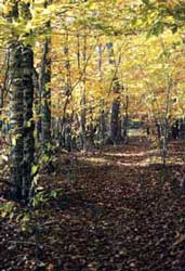 Autumn Scene