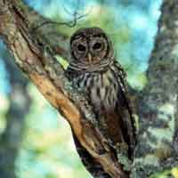 Barred Owl