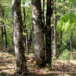 Beech Knoll - click here to see more