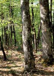 Beech Stand