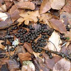 Deer Scat