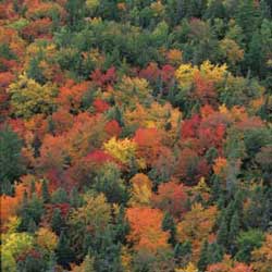 Fall Colours