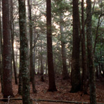 Lofty Hemlocks - click here to see more