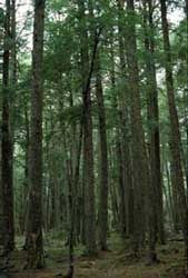Hemlock Stand