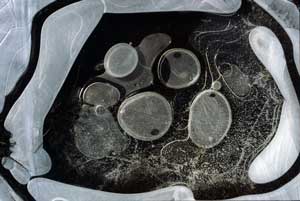 Ice
