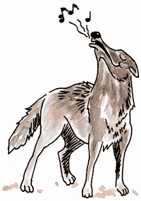 coyote