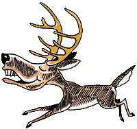 coyote