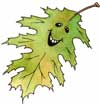 Oak Leaf
