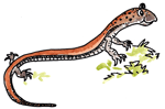 Red Backed Salamander