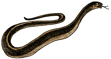 snake