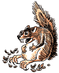 Squirrel