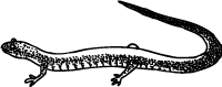 Salamander