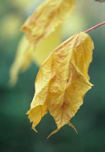 Striped Maple