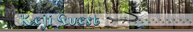 Keji Quest